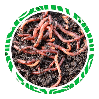 warmi kompost khadv warmi kompost khadv